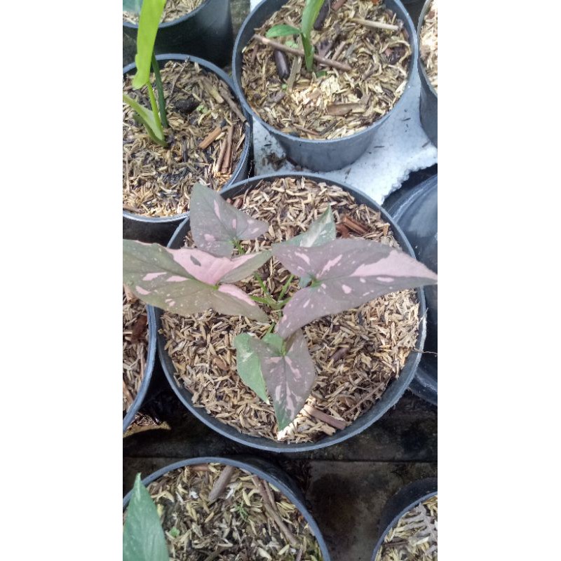 syngonium pink splash - tanaman syngonium pink splash