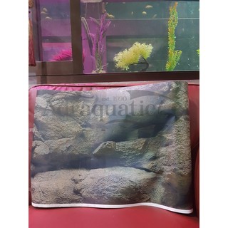 Unduh 8800 Koleksi Background Aquarium Gambar Batu HD Terbaru