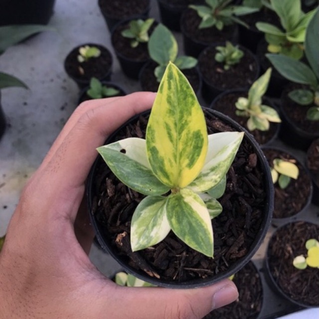 Jemani Varian Cobra Varigata