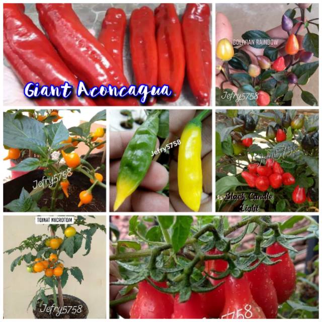 Paket "HORE"  Benih cabe2 Hias Import+Tomat unik