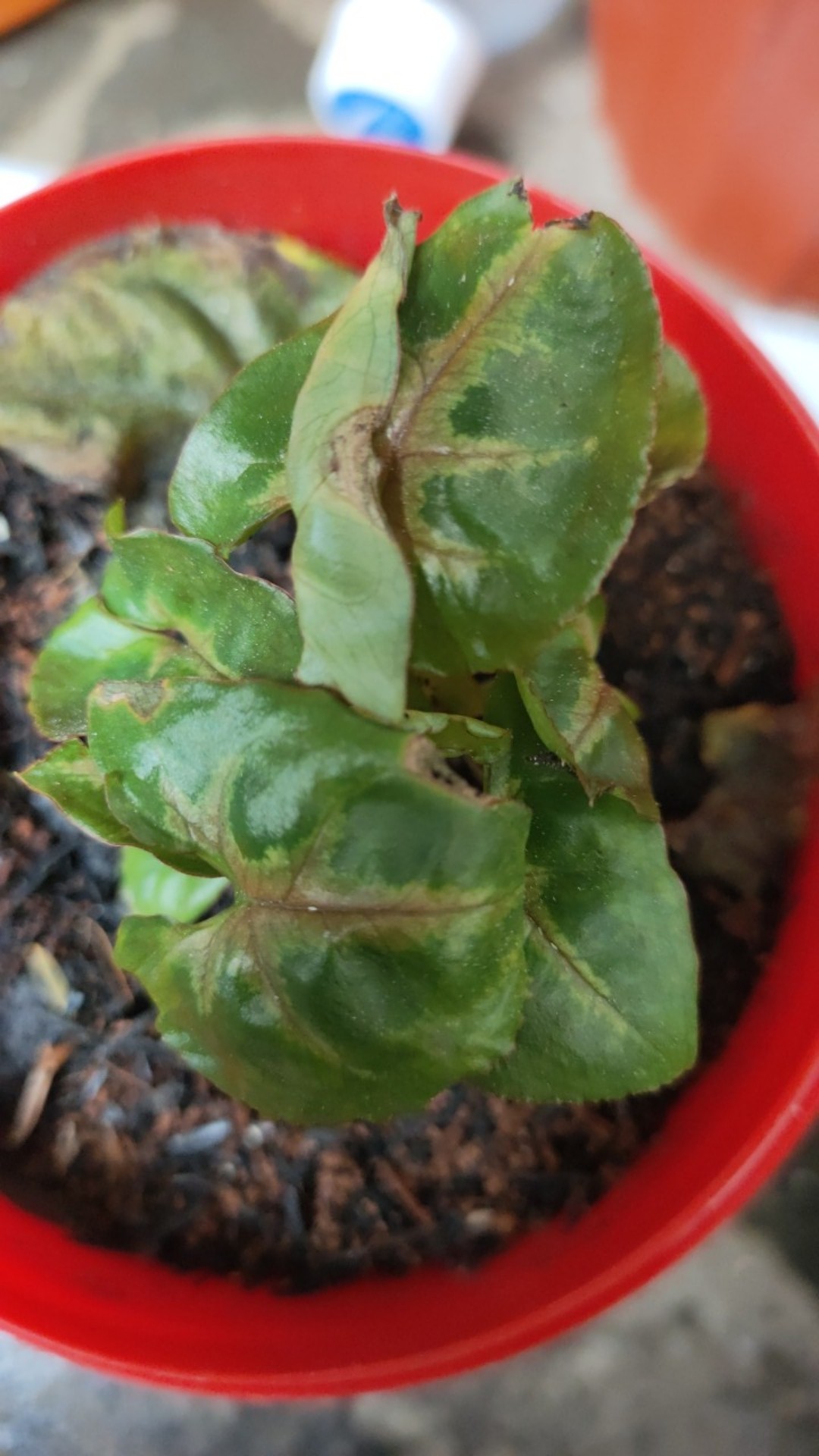 Syngonium maria Allusion / Nephthytis - Tanaman Hias Singonium Mini