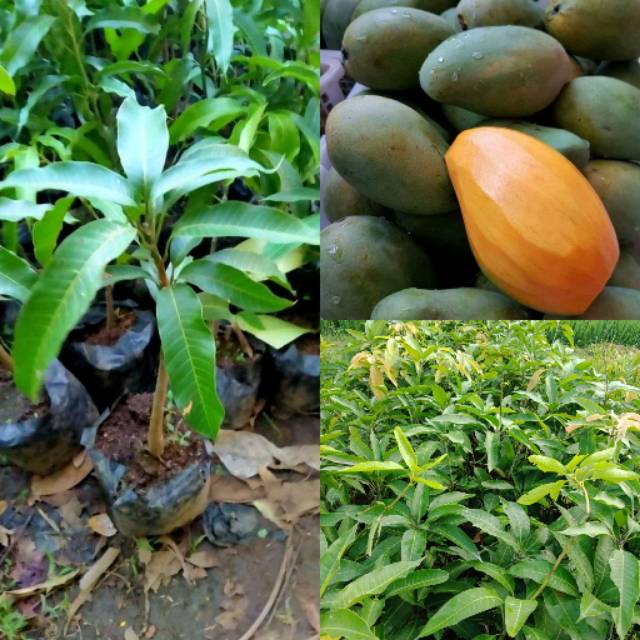 bibit mangga arumanis