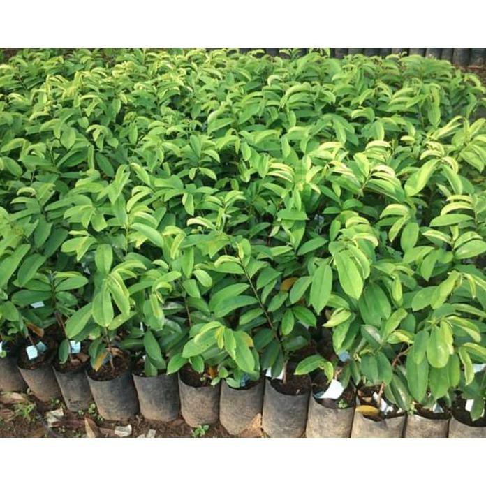 Bibit Buah Sirsak Kuning Golden Harum