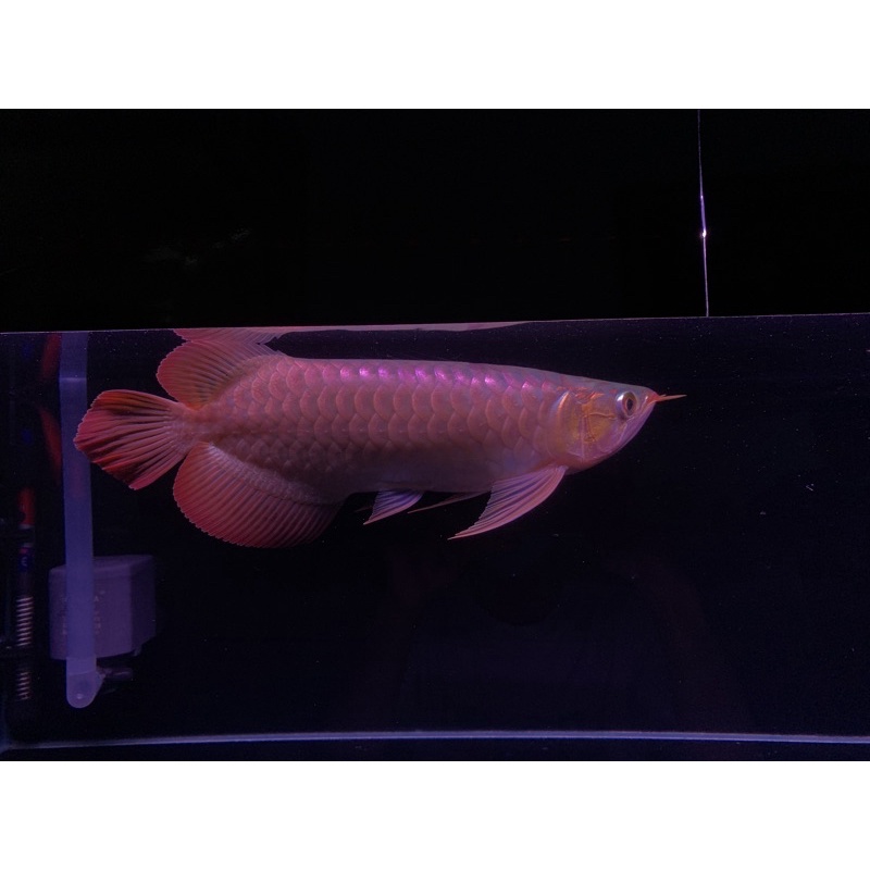 ikan arwana super red 35cm