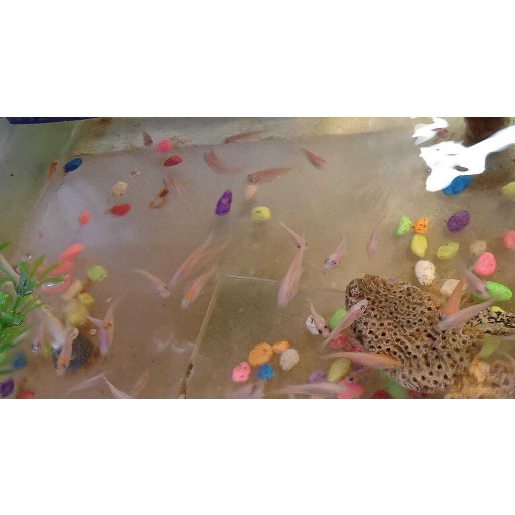 Anak Ikan Nila Sehat | Anak Nila |Bayi Ikan Nila | Bibit Ikan Nila