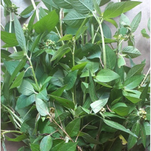 

daun katemas patikmas segar1kg