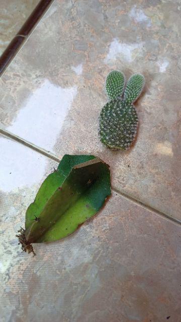 Kaktus Micky Mouse + Pot