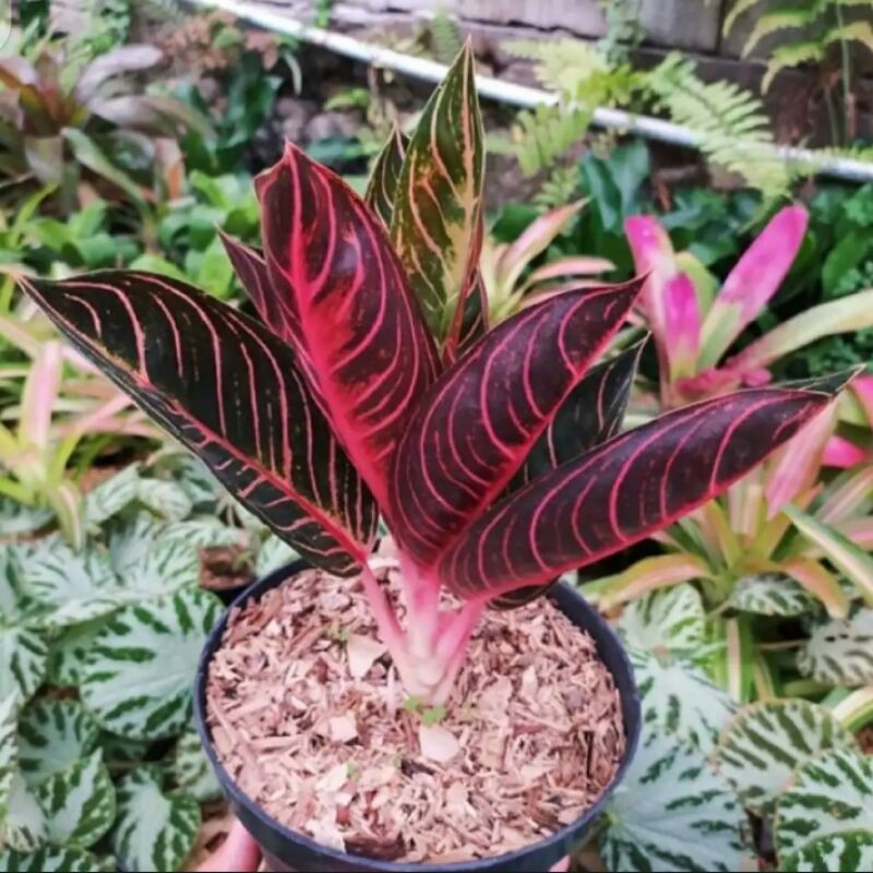 Aglonema red Sumatra