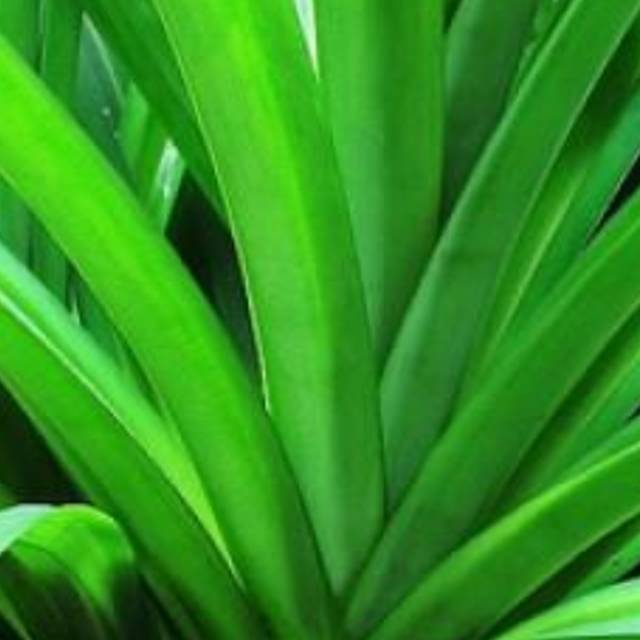 

Daun pandan organik segar