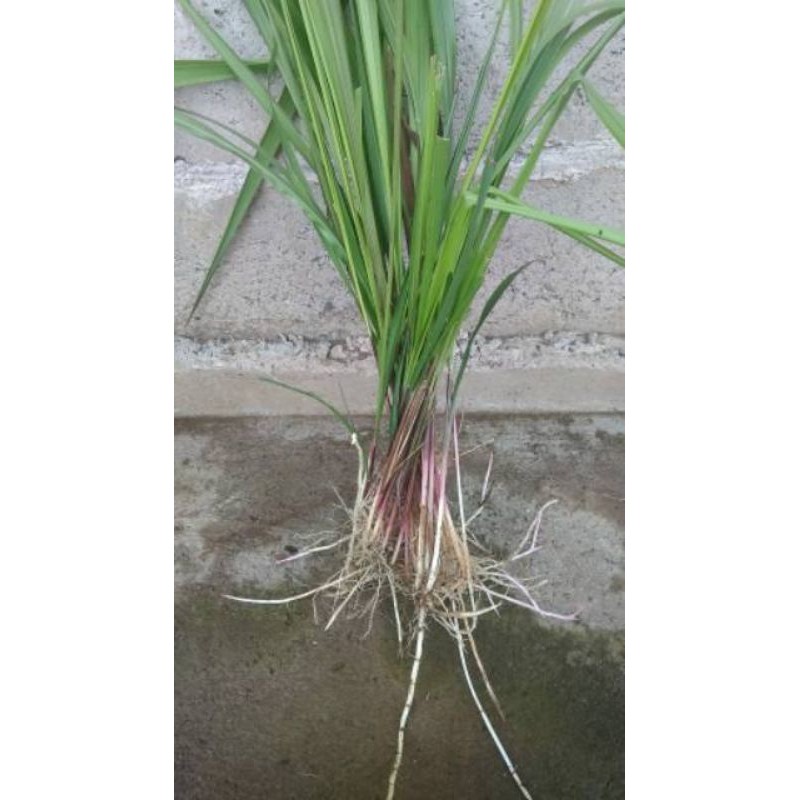 

Daun Alang Alang 1 Iket