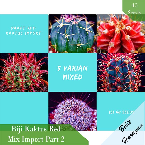 Benih Bibit Biji Kaktus Gymno Red Sukulen Mix Import Part 2 isi 40