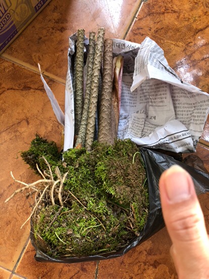 Bonggol Alocasia Zebrina Khas Lampung/longiloba (bonggol Agak Besar)