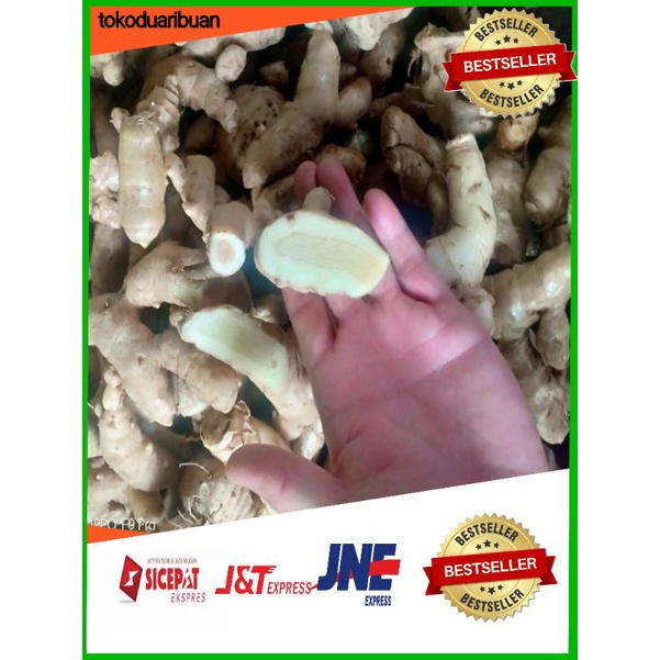 

kunyit putih | temu putih / Curcuma Zedoaria ) Segar 1KG