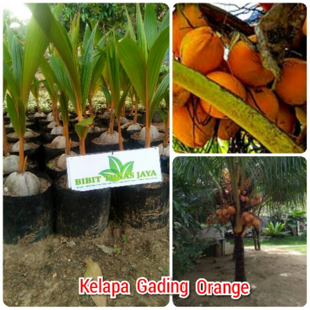 Bibit kelapa gading orange super