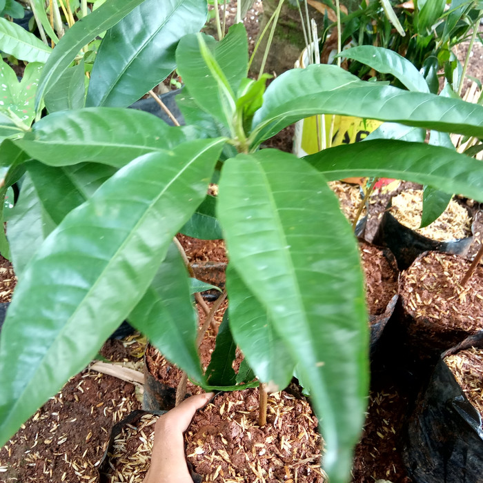 bibit pohon buah alkesa/bibit puhun buah alkesa keju