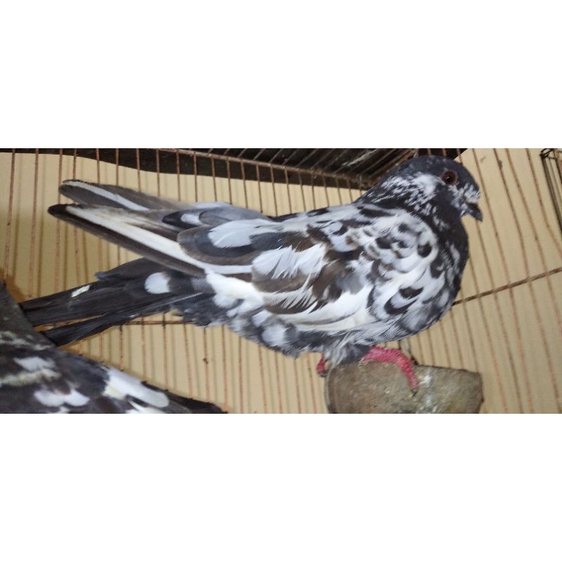 merpati sepasang Jawa sungut blorok sepasang (bonus jagung)