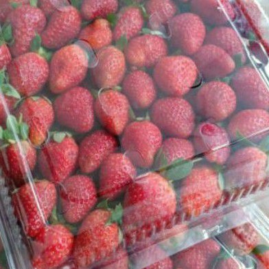 

STRAWBERRY FRESH SEGAR STOBERI CIWIDEY