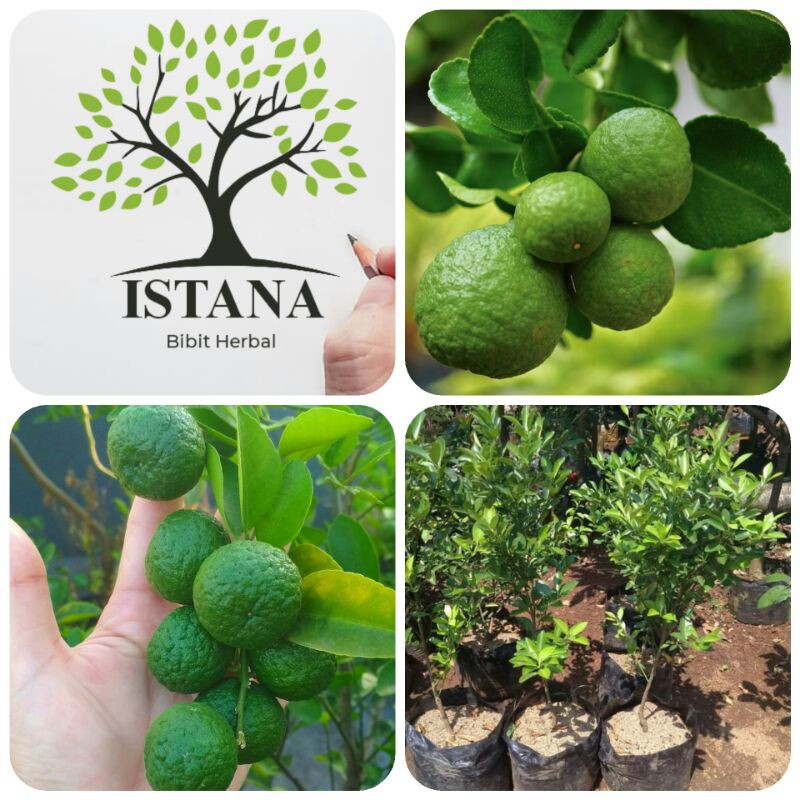 Bibit Tanaman Jeruk Limo bibit pohon jeruk limo bibit jeruk limau