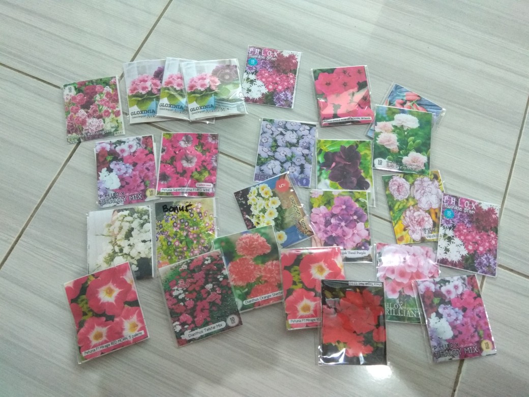 Phlox Sugar Star, 8 Biji