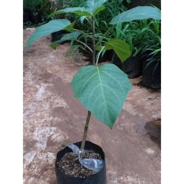 PROMO BIBIT KECUBUNG UNGU