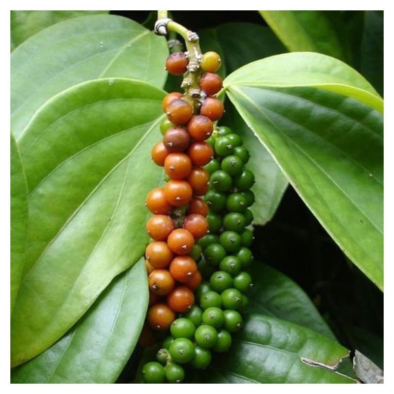 bibit lada merica perdu unggul