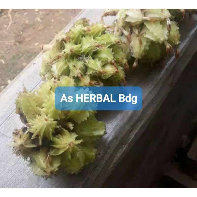 

Buah Renggak Ranggasa atau Hangasa Segar 300 gram-az