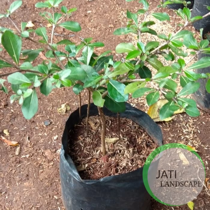 Tanaman Hias Peneduh Ketapang Kencana ketapang mini