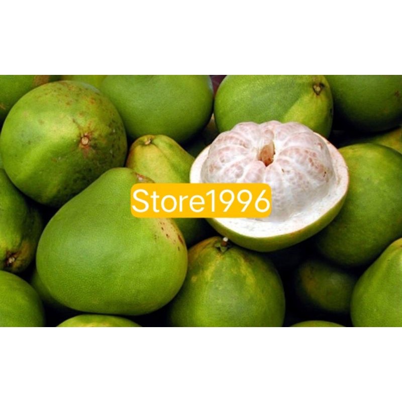 

Buah jeruk Bali mini segar 500 grm manis