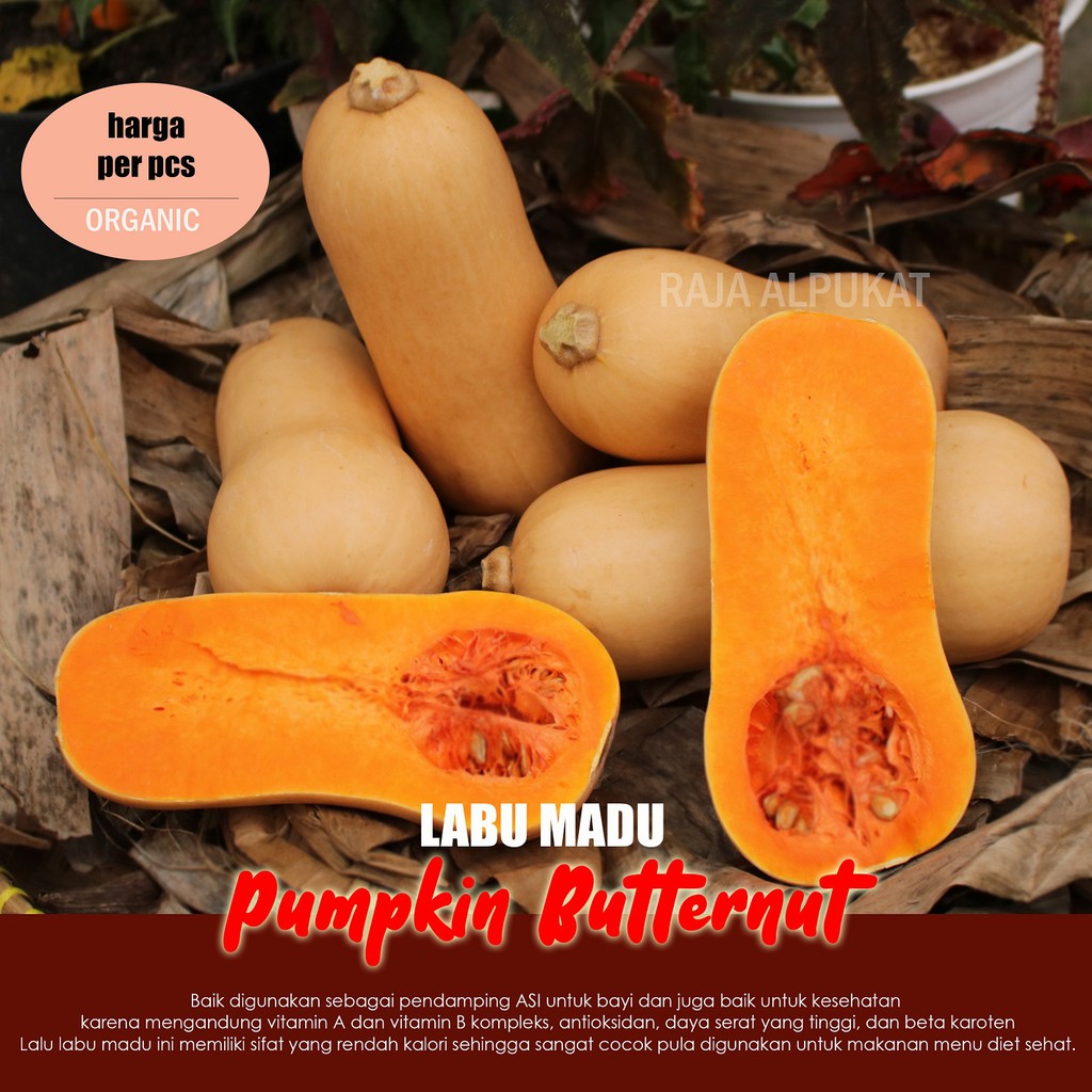 

Pumpkin Butternut Eksotis / Butternut Squash / Labu Madu (Per Pcs) MINI
