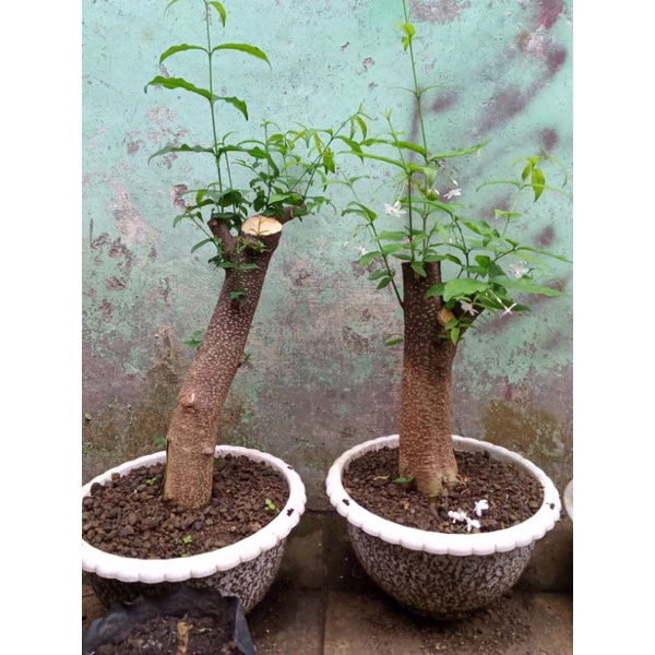 Bahan bonsai anting putri medium
