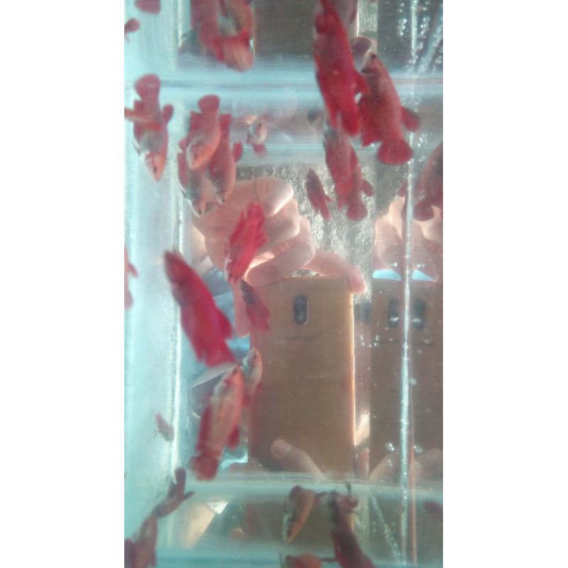 cupang#bagang/aduan/male/female