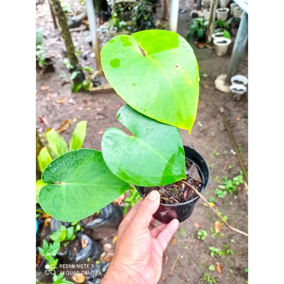 Tanaman Hias Amydrium Humile