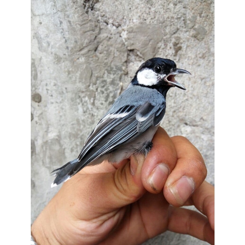 Jual Burung Glatik Wingko atau Glatik Batu Ori Jawa Banyuwangi | Shopee Indonesia