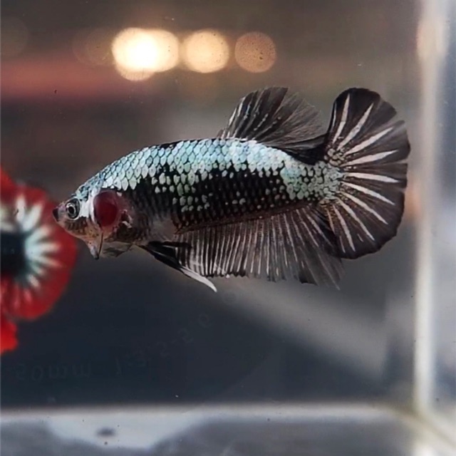 CUPANG BLACK MAMBA LINE THAILAND