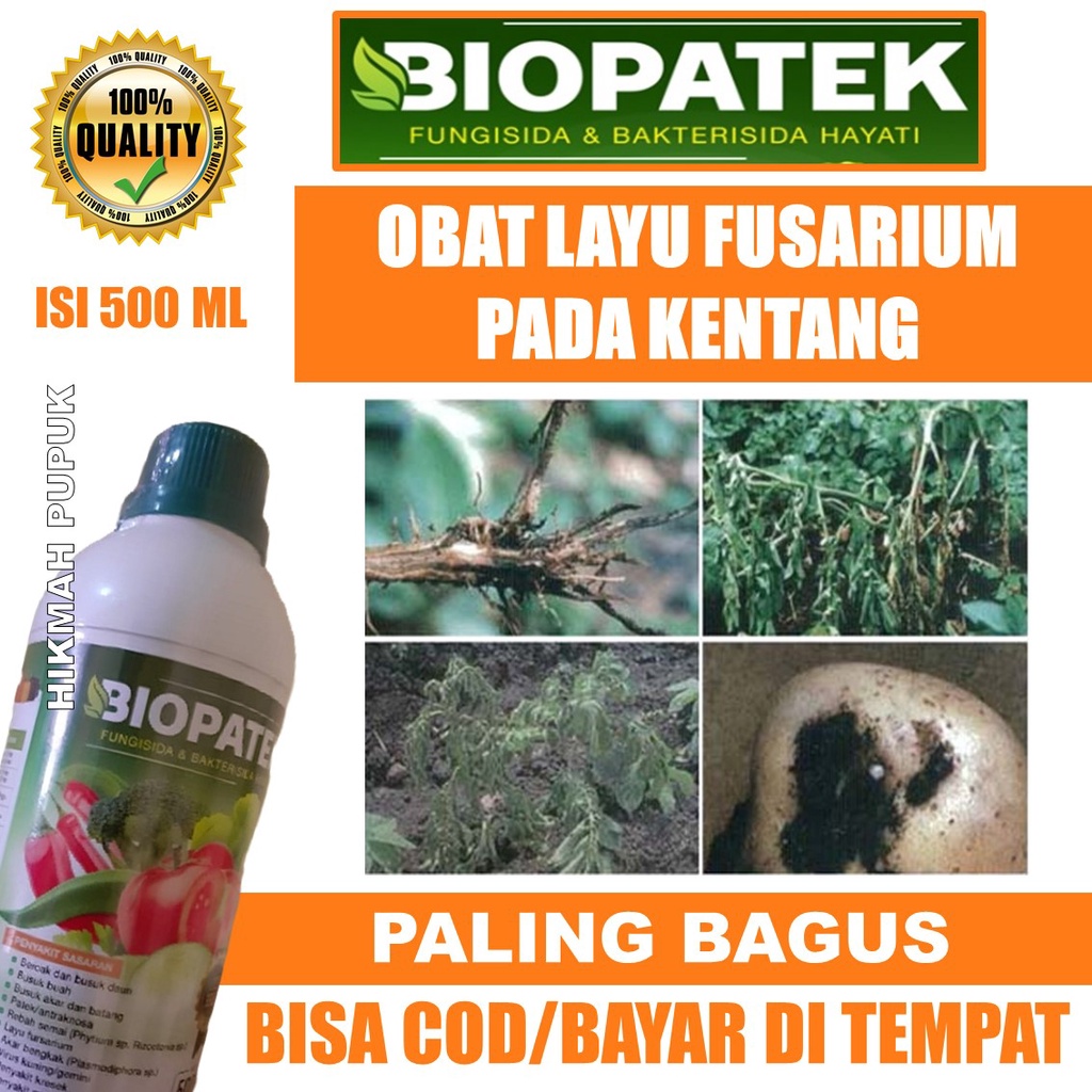 (PRODUK TERLARIS) BIOPATEK Fungisida Hayati Mengatasi Penyakit Layu Fusarium pada Tanaman Kentang Pa