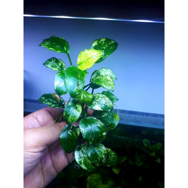 anubias pinto mp