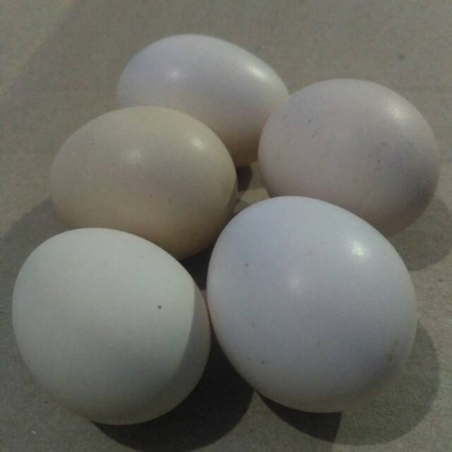 

Telur ayam kampung telur ayam Jawa 5 butir