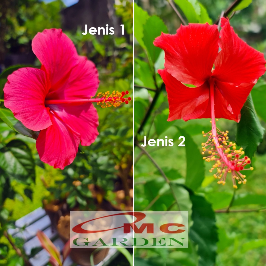 Kembang Sepatu Bunga Raya Hibiscus Worawari Rosa Dinensis Merah Bibit Tanaman Hias 2030