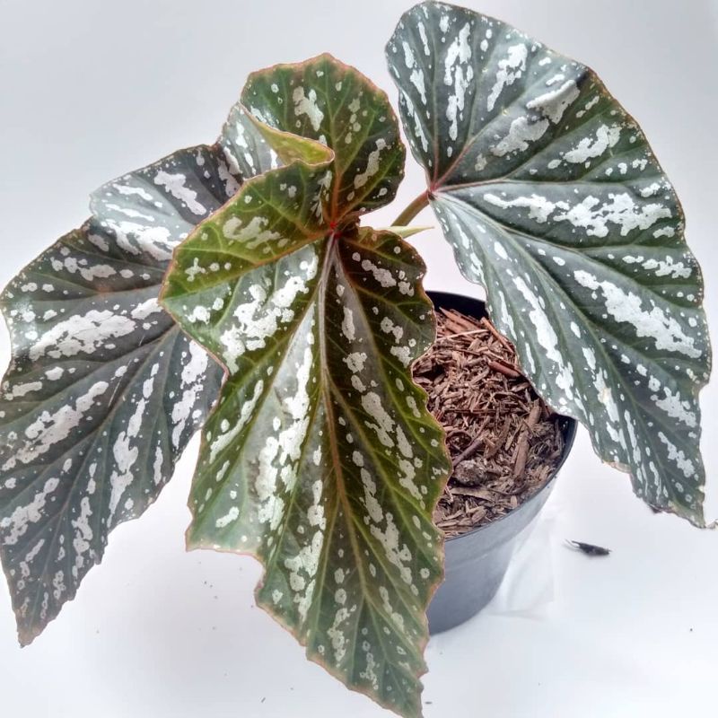 Tanaman Hias Begonia Silver Mist Begonia Silver Splash Shopee Indonesia