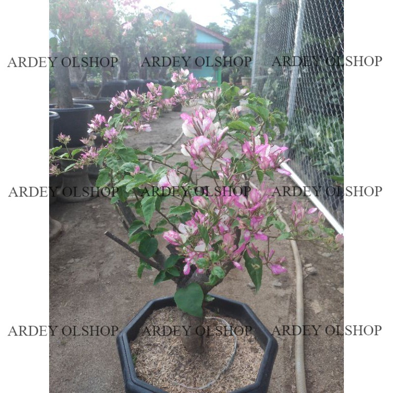 Bunga Bougenville Bidadari Id Import