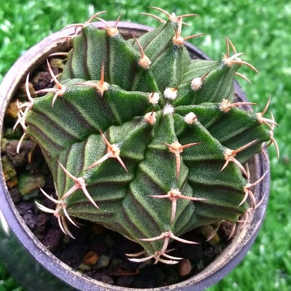 KAKTUS LB HYBRID/Gymnocalycium LB Hybrid/Gymno LB Hybrid (LB3)