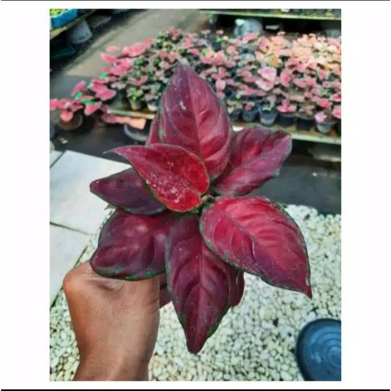 Bonggol Aglonema Black Maroon/bonggol aglonema Black maroon