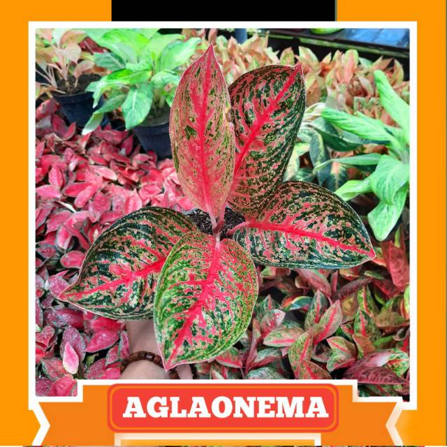 Aglaonema / Aglonema Widuri