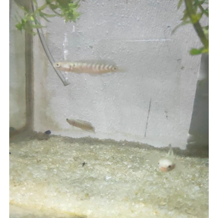 Channa asiatica RS pure