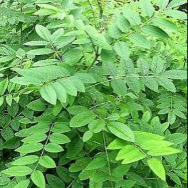 Biji indigofera zoolingifera