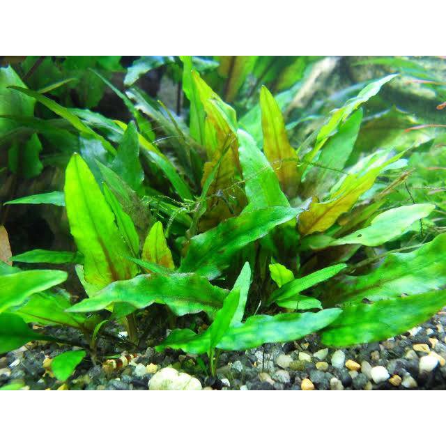 Cryptocoryne Wendtii Green Tropica(Tanaman Aquascape) Tumbuhan Air Aquarium