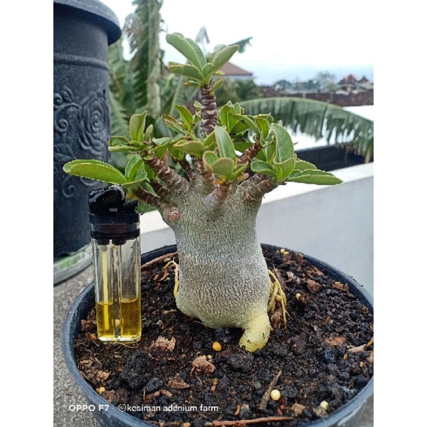 adenium thaisoco varigata