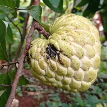 Buah Srikaya Jumbo Australia Segar per Buah