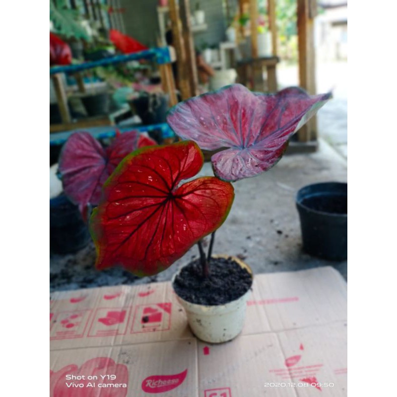 baby caladium Dealova