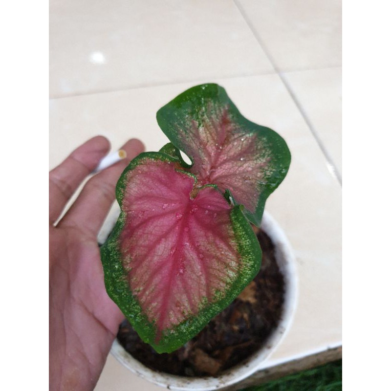 Keladi Red Jaguar / Caladium Red Jaguar